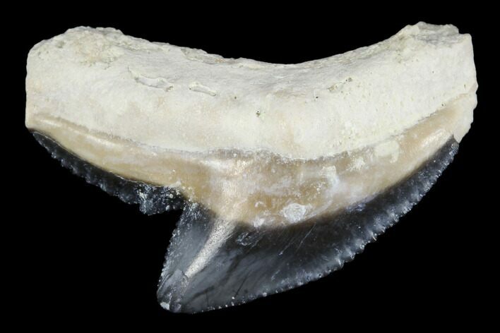 Fossil Tiger Shark Tooth - Bone Valley, Florida #113891